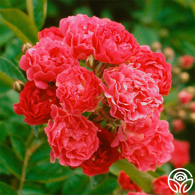 Rambling Rose
