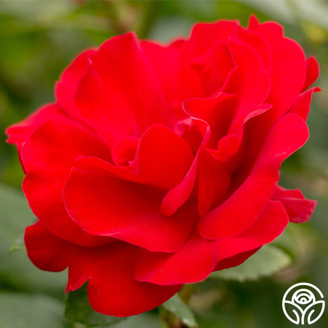 Crimson Sky Rose Climbing Roses Lightly Fragrant Heirloom Roses