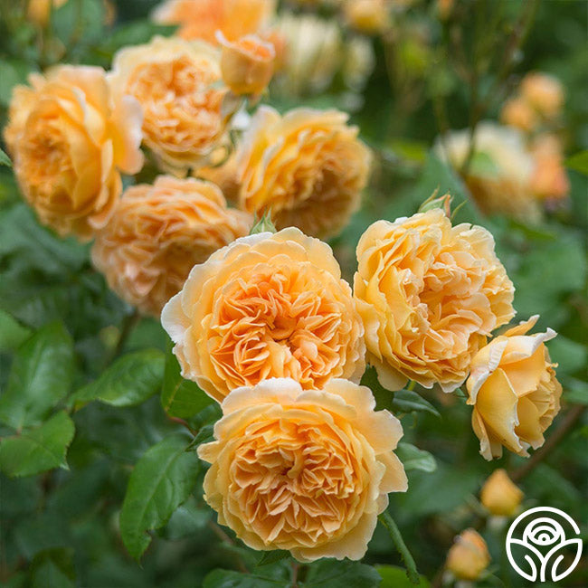 Crown Princess Margareta®