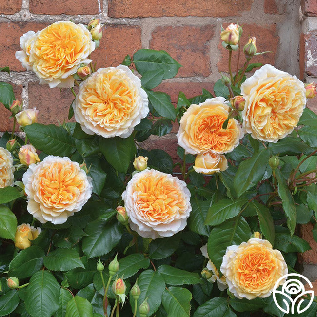 David Austin Roses Crown Princess Margareta
