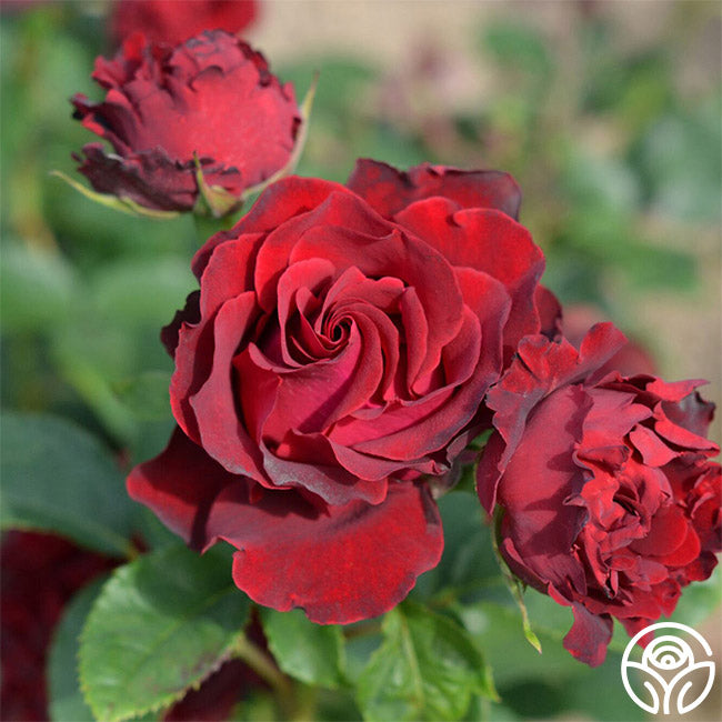 Dancing in the Dark™ | Red Hybrid Tea Rose Bush – Heirloom Roses