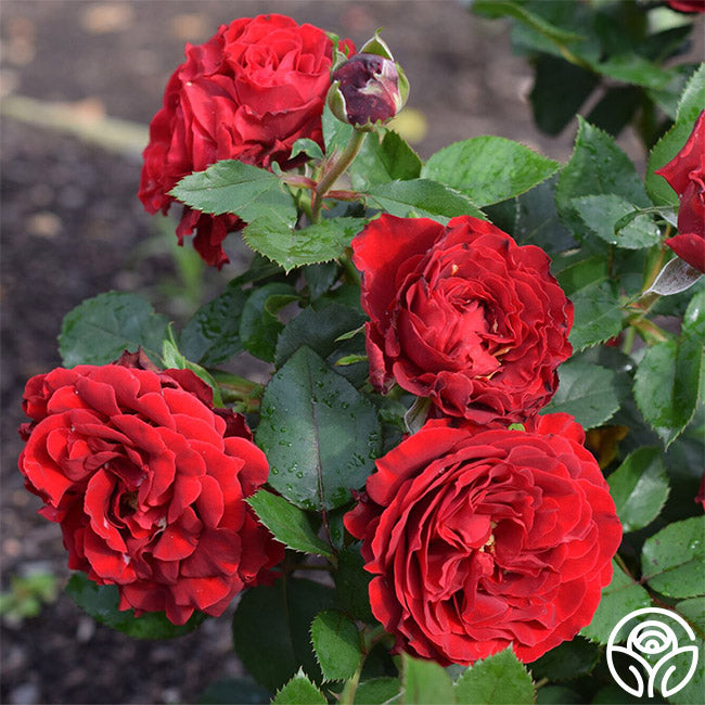 Dancing in the Dark™ – Heirloom Roses