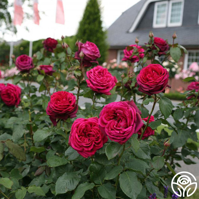 Parfuma Dark Desire Grandiflora Rose | Fragrant Rose Bush