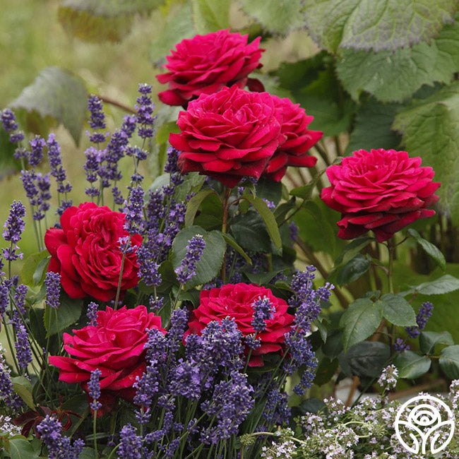 Parfuma Dark Desire Grandiflora Rose | Fragrant Rose Bush