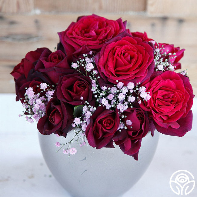 Parfuma Dark Desire Grandiflora Rose | Fragrant Rose Bush