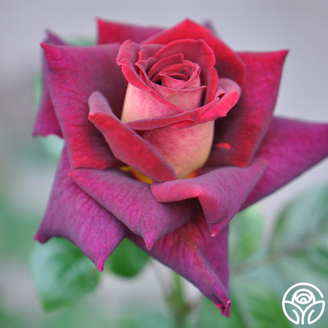 Dark Night Rose - Hybrid Tea - Lightly Fragrant – Heirloom Roses