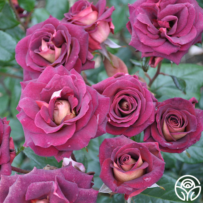 Dark Night Rose - Hybrid Tea - Lightly Fragrant – Heirloom Roses