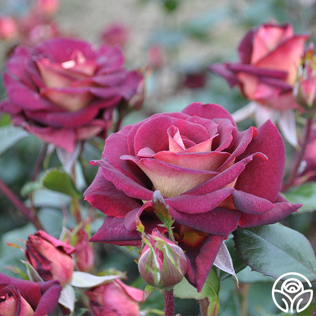 Dark Night Rose - Hybrid Tea - Lightly Fragrant – Heirloom Roses