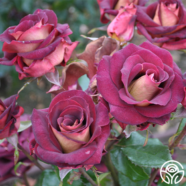 Dark Night Rose - Hybrid Tea - Lightly Fragrant – Heirloom Roses
