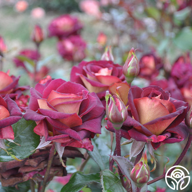 Dark Night Rose - Hybrid Tea - Lightly Fragrant – Heirloom Roses