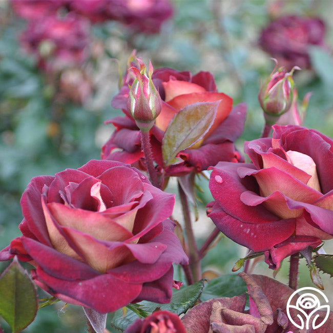Dark Night Rose - Hybrid Tea - Lightly Fragrant – Heirloom Roses