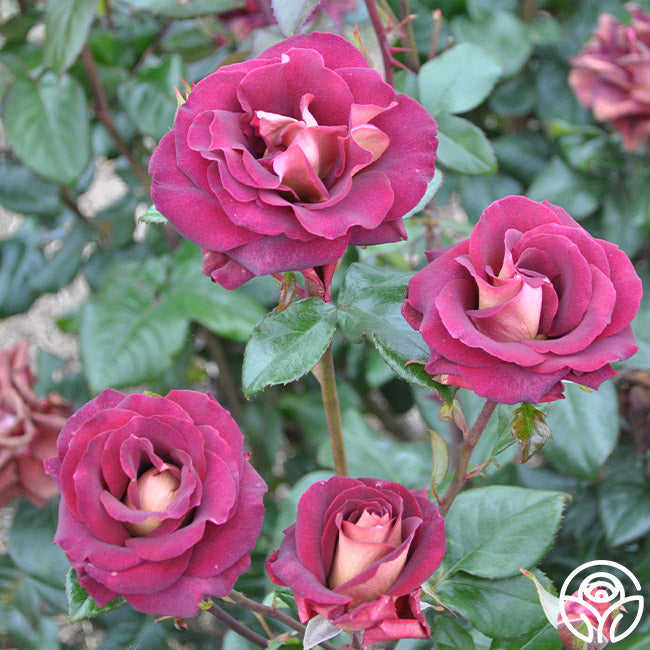Dark Night Rose - Hybrid Tea - Lightly Fragrant – Heirloom Roses