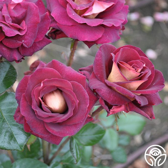 Dark Night Rose - Hybrid Tea - Lightly Fragrant – Heirloom Roses