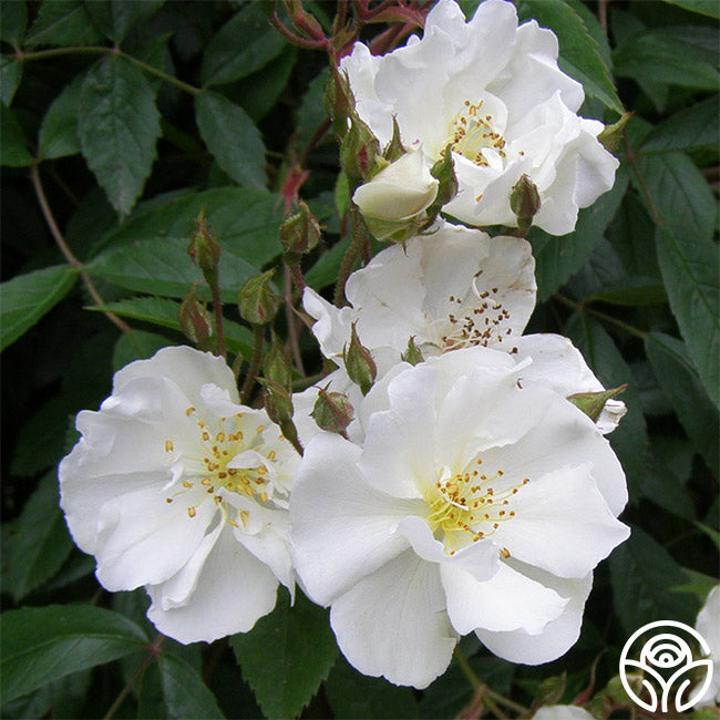 Darlow's Enigma Rose - Rambling Rose - Very Fragrant – Heirloom Roses