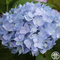 Decatur Blue