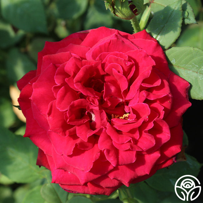 Deep Secret Rose - Hybrid Tea - Exceptionally Fragrant – Heirloom Roses