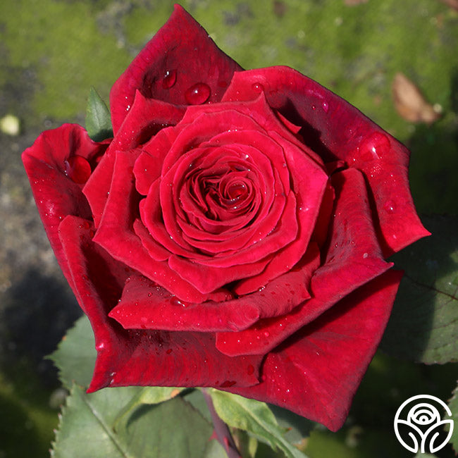 Deep Secret Rose - Hybrid Tea - Exceptionally Fragrant – Heirloom Roses