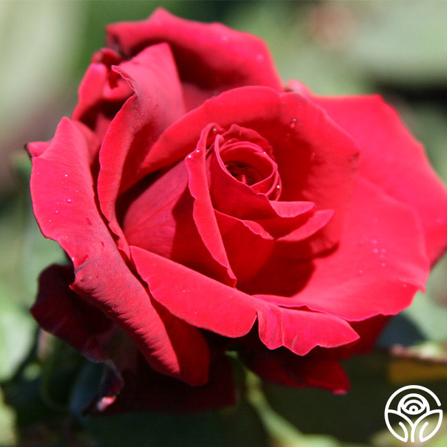 Deep Secret Rose - Hybrid Tea - Exceptionally Fragrant – Heirloom Roses