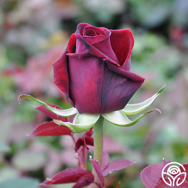 Deep Secret Rose - Hybrid Tea - Exceptionally Fragrant – Heirloom Roses