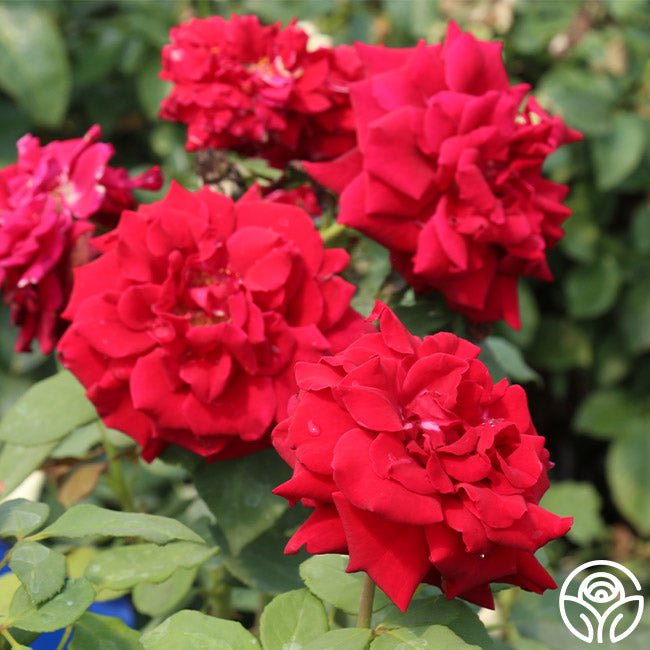 Deep Secret Rose - Hybrid Tea - Exceptionally Fragrant – Heirloom Roses