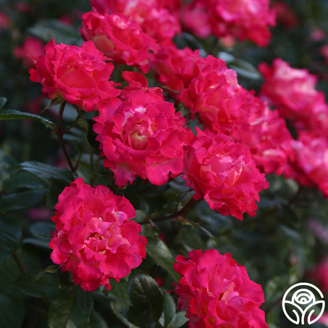 Dick Clark Rose - Grandiflora - Moderately Fragrant – Heirloom Roses