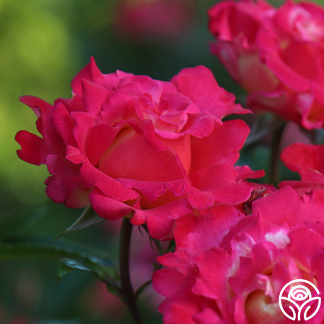 Dick Clark Rose - Grandiflora - Moderately Fragrant – Heirloom Roses