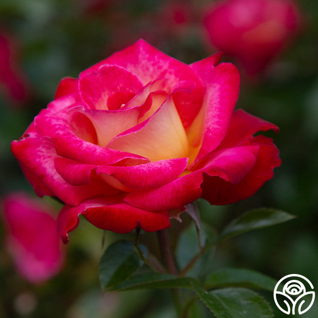 Dick Clark Rose - Grandiflora - Moderately Fragrant – Heirloom Roses