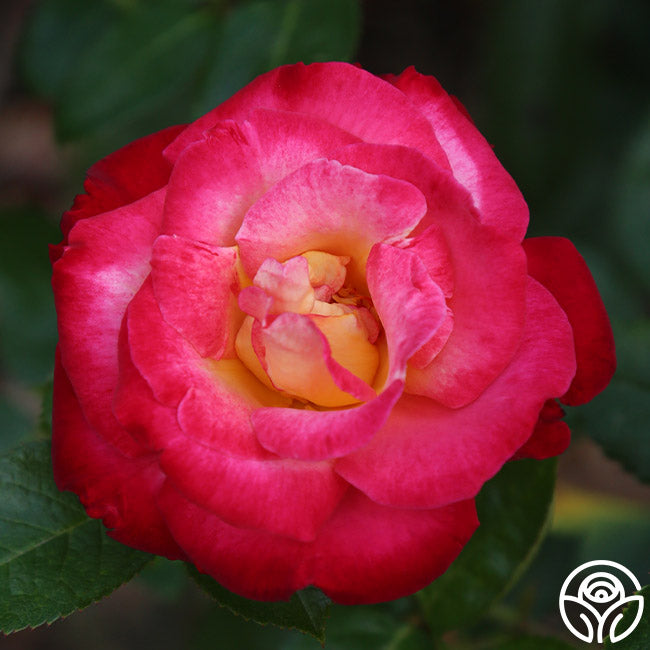 Dick Clark Rose