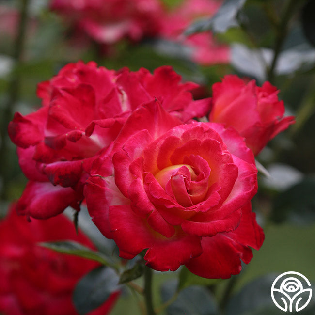 Dick Clark Rose - Grandiflora - Moderately Fragrant – Heirloom Roses