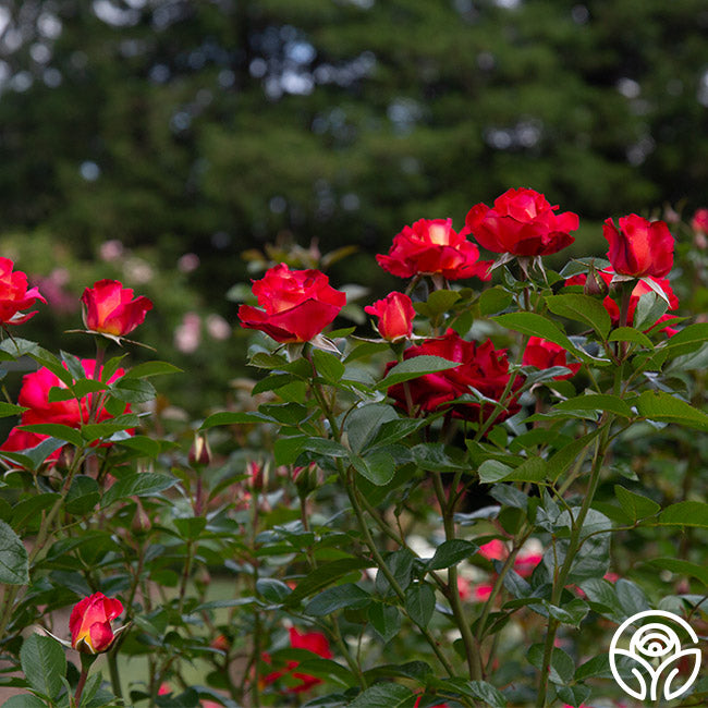 Dick Clark Rose - Grandiflora - Moderately Fragrant – Heirloom Roses