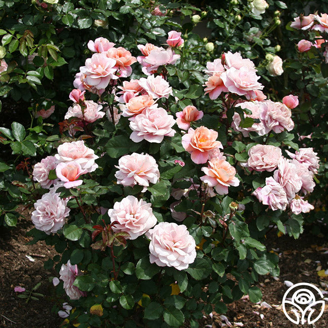 Heirloom Roses Distant Drums - Thumbnail 2