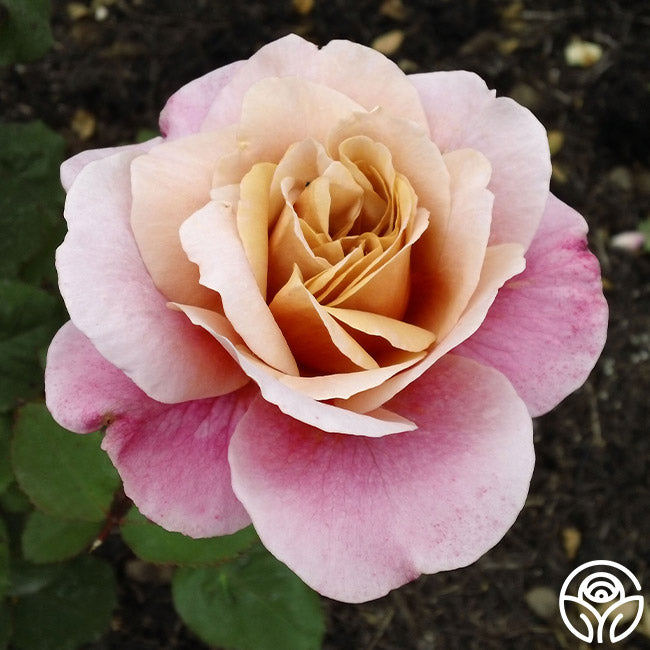 Heirloom Roses Distant Drums - Thumbnail 4
