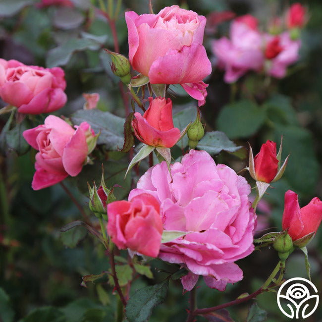 Distant Thunder Shrub Rose | Fragrant Rose Bush – Heirloom Roses