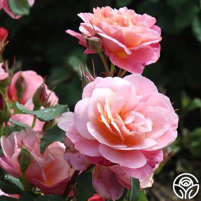 Distant Thunder Rose - Shrub - Exceptionally Fragrant – Heirloom Roses