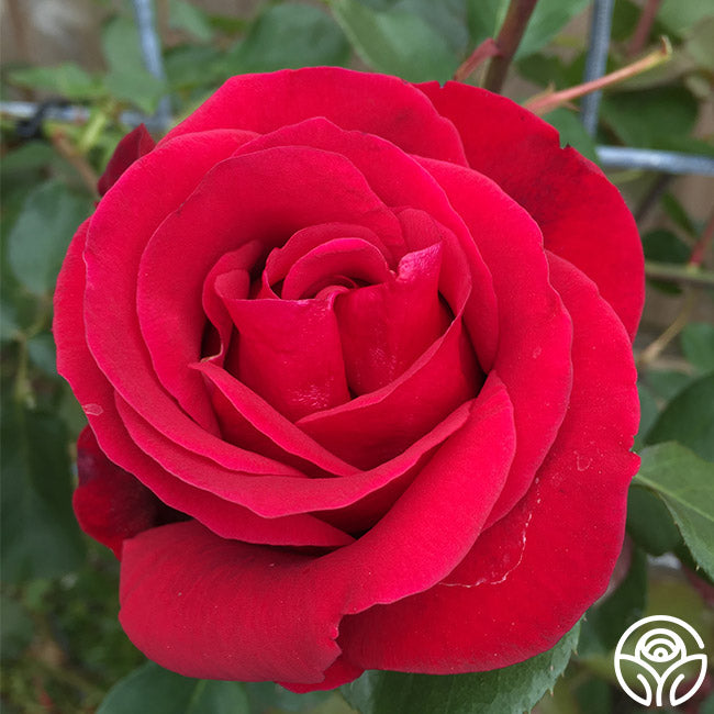 Heirloom Roses Don Juan