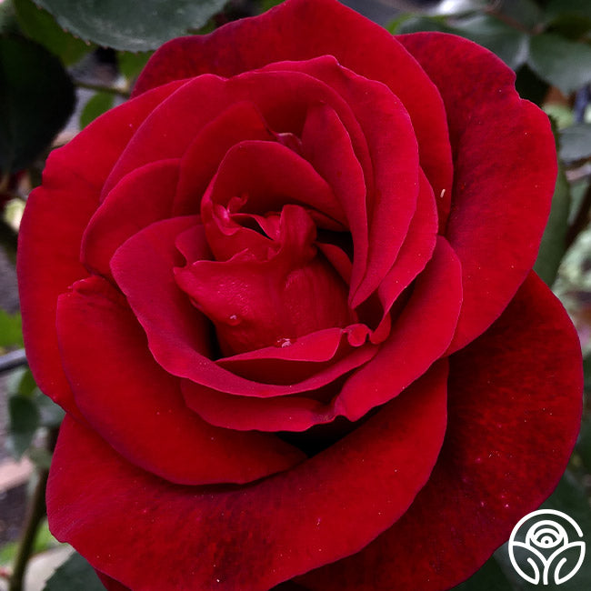 Heirloom Roses Don Juan - Thumbnail 4