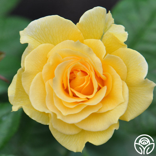 Heirloom Roses Doris Day