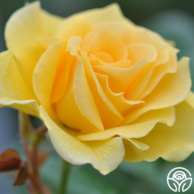 Heirloom Roses Doris Day - Thumbnail 2