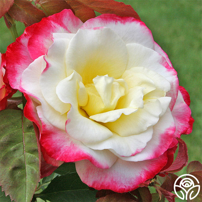 Double Delight Rose - Hybrid Tea - Exceptionally Fragrant – Heirloom Roses