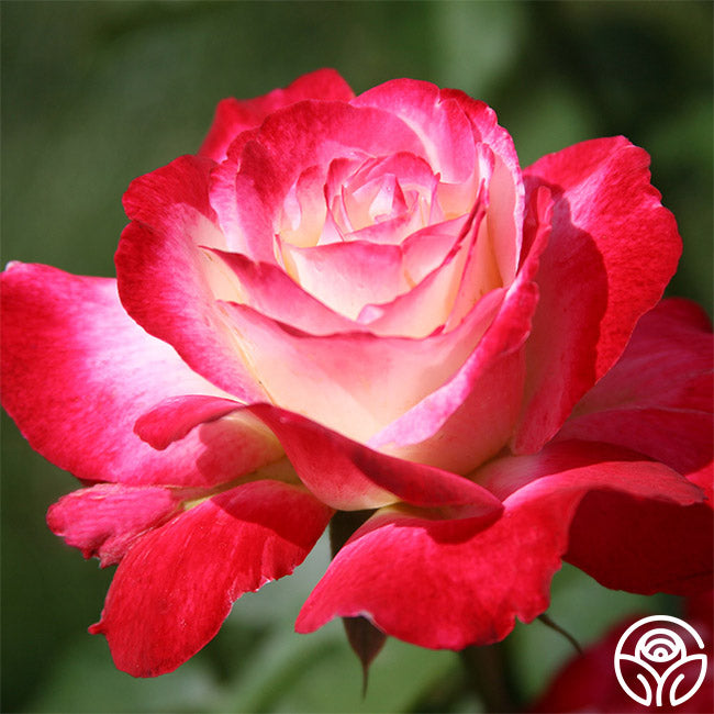 Double Delight Rose - Thumbnail 3