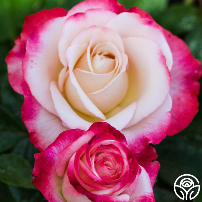 Double Delight Rose - Thumbnail 2