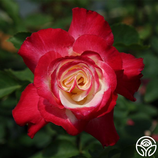 Double Delight Rose