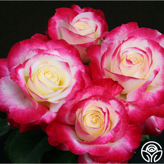 Double Delight Rose - Hybrid Tea - Exceptionally Fragrant – Heirloom Roses