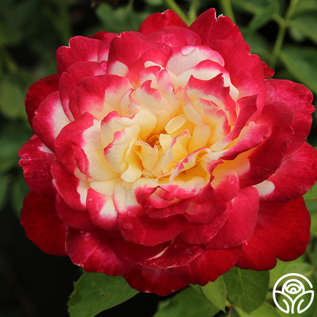 Double Delight Rose - Hybrid Tea - Exceptionally Fragrant – Heirloom Roses