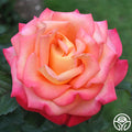 Dream Come True Rose - Grandiflora - Lightly Fragrant – Heirloom Roses