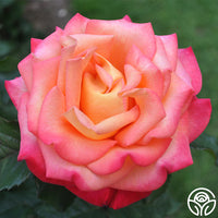 Dream Come True Rose - Grandiflora - Lightly Fragrant – Heirloom Roses