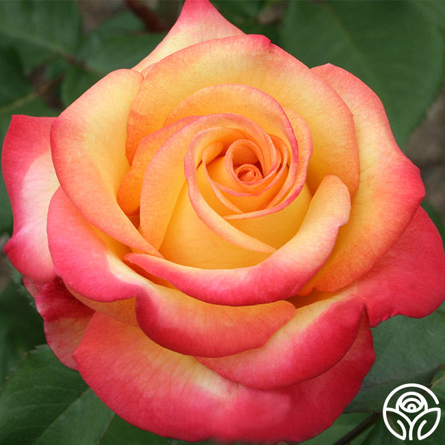 Dream Come True Rose - Grandiflora - Lightly Fragrant – Heirloom Roses