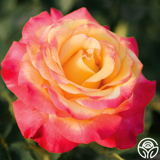 Dream Come True Rose - Grandiflora - Lightly Fragrant – Heirloom Roses