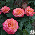 Dream Come True Rose - Grandiflora - Lightly Fragrant – Heirloom Roses