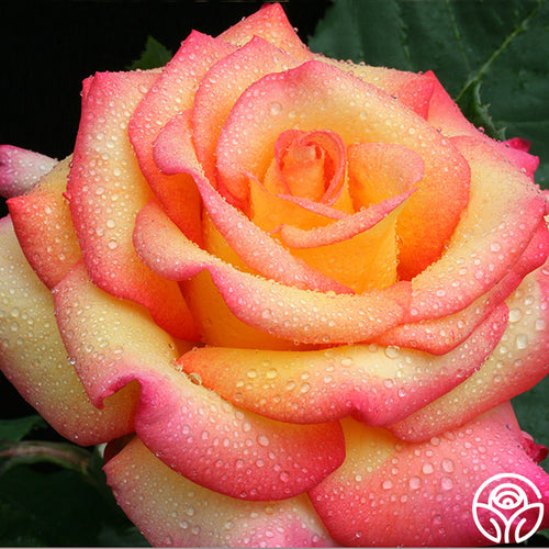 Dream Come True Grandiflora Rose
